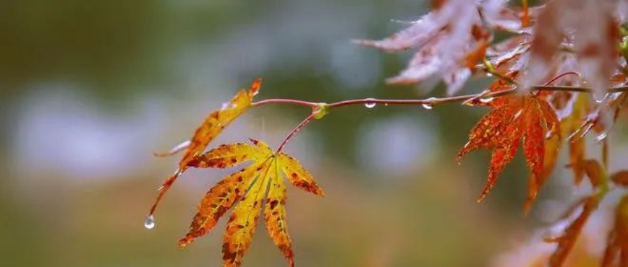  秋雨打油诗之秋获