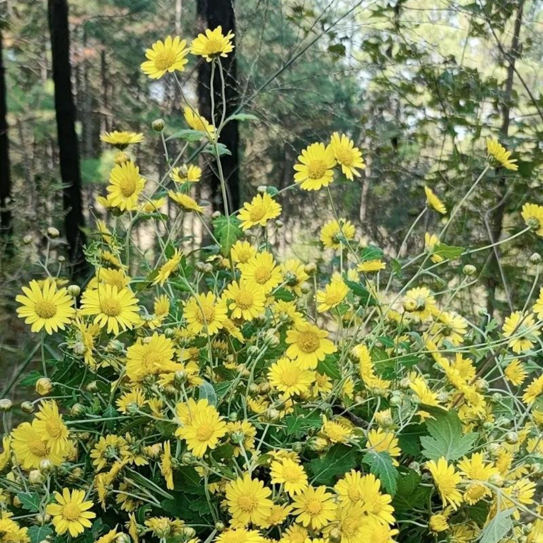  野菊花