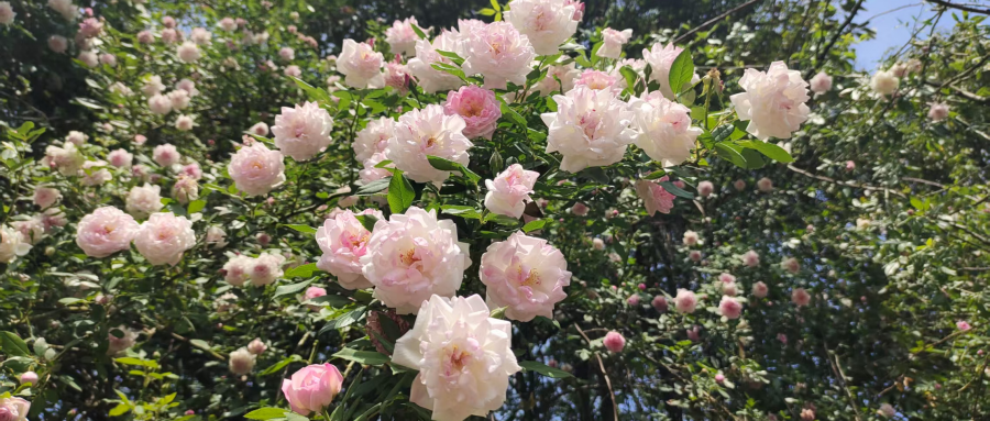  鹧鸪天·矿山蔷薇花事
