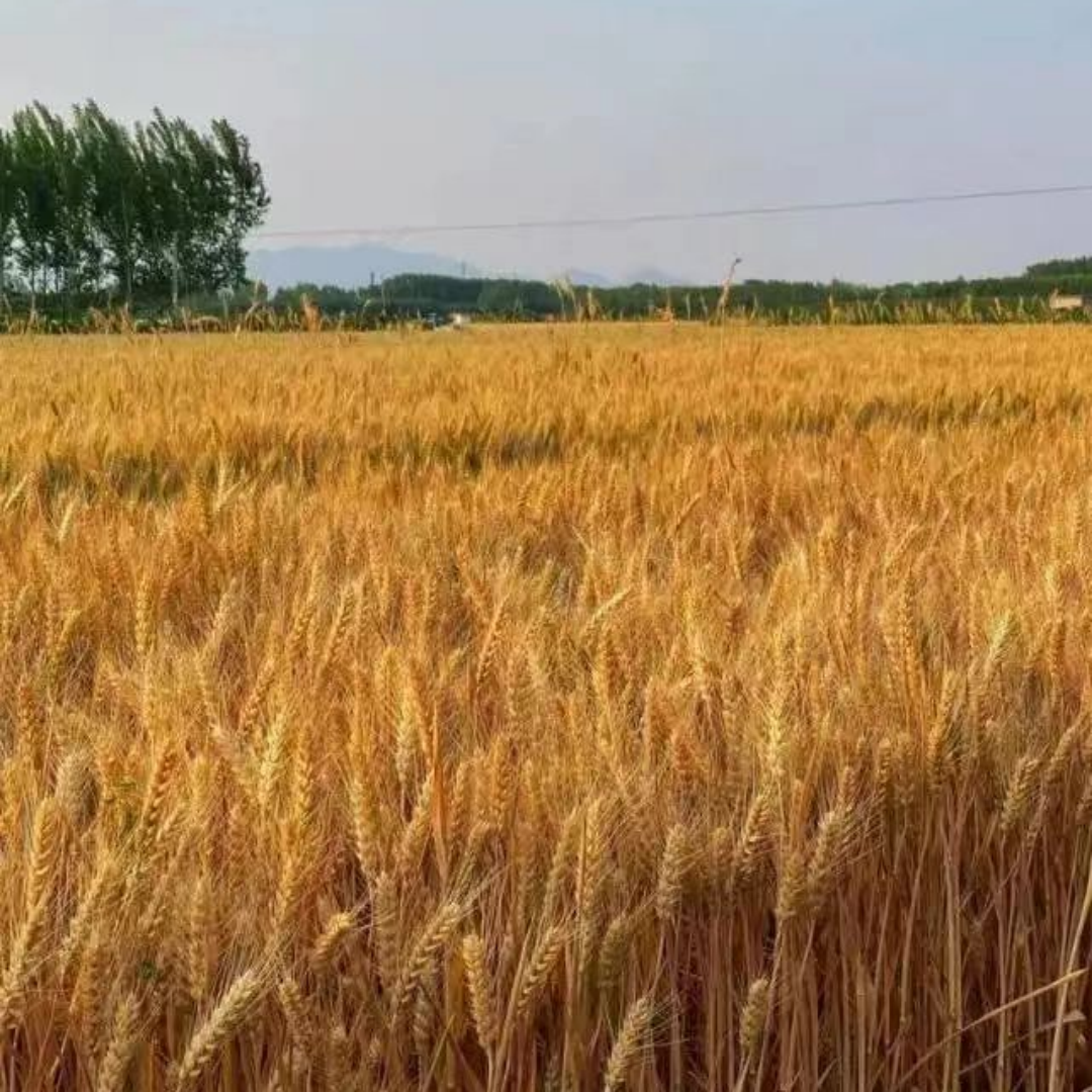  一垄麦黄