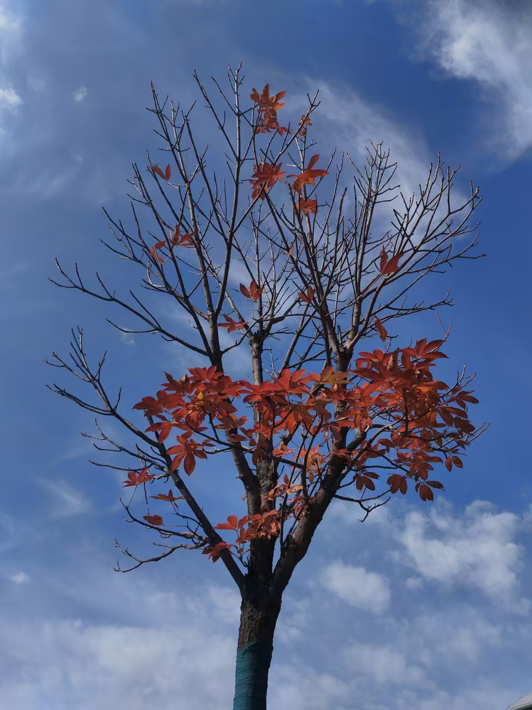 1739518263140318.jpg 微信图片_20241104102419.jpg