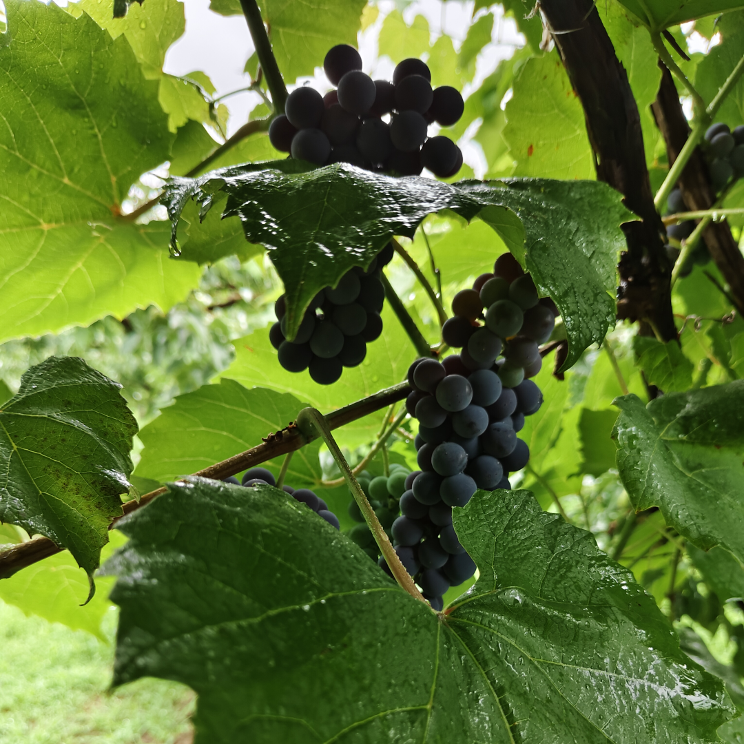 1746598238531915.png 微信图片_20240823142532_副本_副本.png